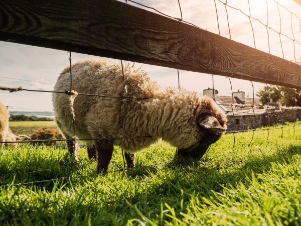 Sheep Fence Installation - Sheep Fence Installation East Stroudsburg, Pennsylvania